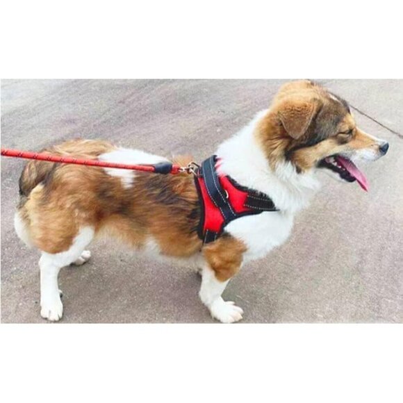 Easy Walk Dog Harness, Breathable, No Pull Adjustable Harness, Fluorescent Strip - Picture 1 of 8